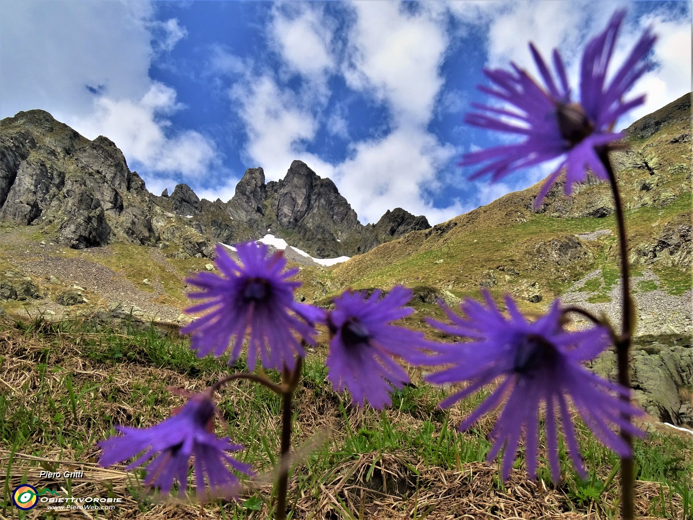 50 Soldanella pusilla (Soldanella della silice) per l'amato Valletto.JPG